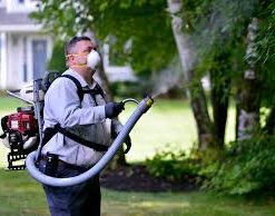 white ant treatment