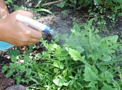 yellow jacket nest removal