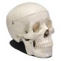Adult skull model