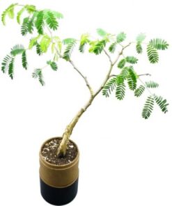 Tree in a Bamboo Tube (Carry Box) – Size: ± 90*90*480mm – Min O