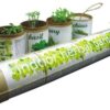 Indoor Herbal Garden (Herb or Flower) – Size: 70(d)*110mm – Min