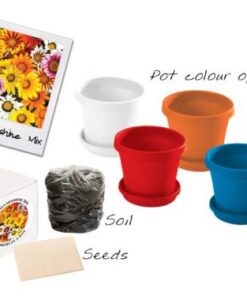 Flowers in a Box